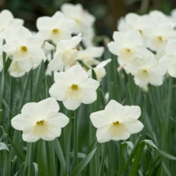 Narcissus 'Stainless' -UK Garden Plants Shop narcissus stainless 3 scaled