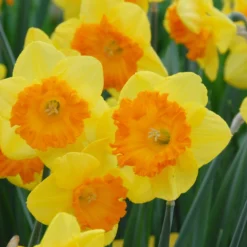 UK Garden Plants Shop -UK Garden Plants Shop narcissus sunlover 2