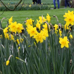 Narcissus 'Sweetness' -UK Garden Plants Shop narcissus sweetness 10