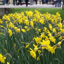Narcissus 'Sweetness' -UK Garden Plants Shop narcissus sweetness 2