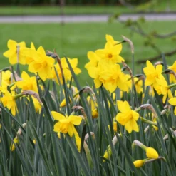 Narcissus 'Sweetness' -UK Garden Plants Shop narcissus sweetness 7