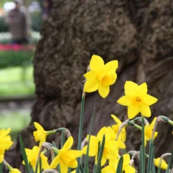 Narcissus 'Sweetness' -UK Garden Plants Shop narcissus sweetness 8