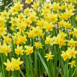 Narcissus 'Tête à Tête'