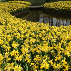 Narcissus 'Tête à Tête' -UK Garden Plants Shop narcissus tete a tete 10