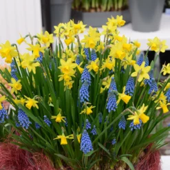 Narcissus 'Tête à Tête' -UK Garden Plants Shop narcissus tete a tete 16