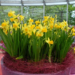 Narcissus 'Tête à Tête' -UK Garden Plants Shop narcissus tete a tete 18