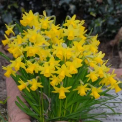 Narcissus 'Tête à Tête' -UK Garden Plants Shop narcissus tete a tete 4