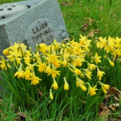 Narcissus 'Tête à Tête' -UK Garden Plants Shop narcissus tete a tete 5