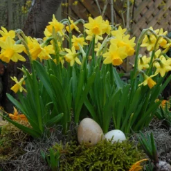 Narcissus 'Tête à Tête' -UK Garden Plants Shop narcissus tete a tete 6