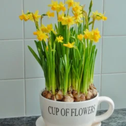 Narcissus 'Tête à Tête' -UK Garden Plants Shop narcissus tete a tete 7