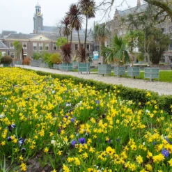 Narcissus 'Tête à Tête' -UK Garden Plants Shop narcissus tete a tete 9