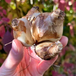 Narcissus 'Tête à Tête XXL' -UK Garden Plants Shop narcissus tete a tete xxl 0 047492ca c9d0 4ac1 aca2 baa9ed9ba25c