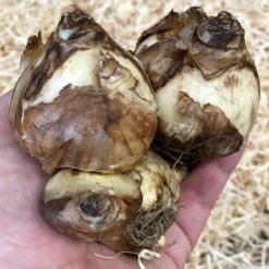 Narcissus 'Tête à Tête XXL' -UK Garden Plants Shop narcissus tete a tete xxl 1