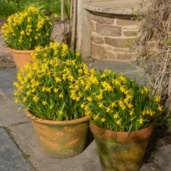 Narcissus 'Tête à Tête XXL' -UK Garden Plants Shop narcissus tete a tete xxl 5