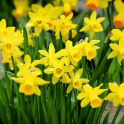 Narcissus 'Tête à Tête XXL' -UK Garden Plants Shop narcissus tete a tete xxl 7