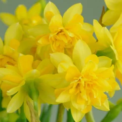 Narcissus 'Tête Bouclé' -UK Garden Plants Shop narcissus tete de luxe 1