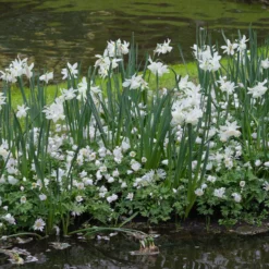 Narcissus 'Thalia' -UK Garden Plants Shop narcissus thalia 1