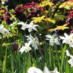 Narcissus 'Thalia' -UK Garden Plants Shop narcissus thalia 10
