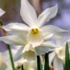 Narcissus 'Thalia' -UK Garden Plants Shop narcissus thalia 11