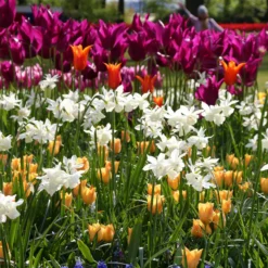 Narcissus 'Thalia' -UK Garden Plants Shop narcissus thalia 2 ccaefb35 1d77 434c b188 7b9a5b6e5616