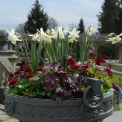 Narcissus 'Thalia' -UK Garden Plants Shop narcissus thalia 5