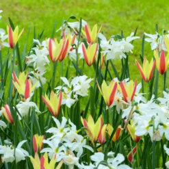Narcissus 'Thalia' -UK Garden Plants Shop narcissus thalia 6