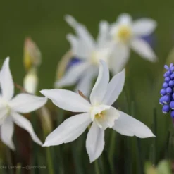 Narcissus 'Thalia' -UK Garden Plants Shop narcissus thalia 6 5ab210cb 336e 4254 a292 dd6a2dee0784