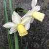 Narcissus 'Toto' 2 Narcissus 'Toto' -UK Garden Plants Shop narcissus toto 0