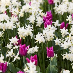 Narcissus 'Toto' 7 Narcissus 'Toto' -UK Garden Plants Shop narcissus toto 2