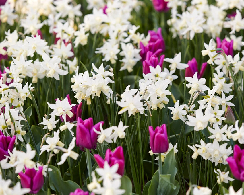 Narcissus 'Toto' 5 Narcissus 'Toto' - Image 3