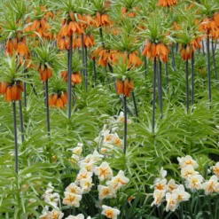Narcissus 'Trepolo' -UK Garden Plants Shop narcissus trepolo 1