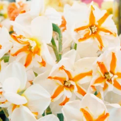 Narcissus 'Trepolo' -UK Garden Plants Shop narcissus trepolo 3