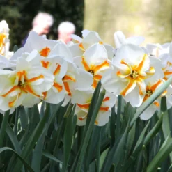 Narcissus 'Trepolo' -UK Garden Plants Shop narcissus trepolo 8