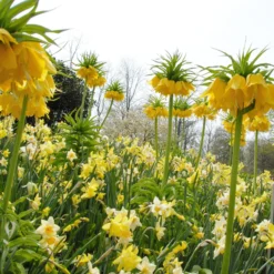 Narcissus 'Waterperry' -UK Garden Plants Shop narcissus waterperry 2