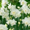 Narcissus 'White Marvel' -UK Garden Plants Shop narcissus white marvel 0
