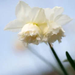 Narcissus 'White Marvel' 22 Narcissus 'White Marvel' -UK Garden Plants Shop narcissus white marvel 1 scaled