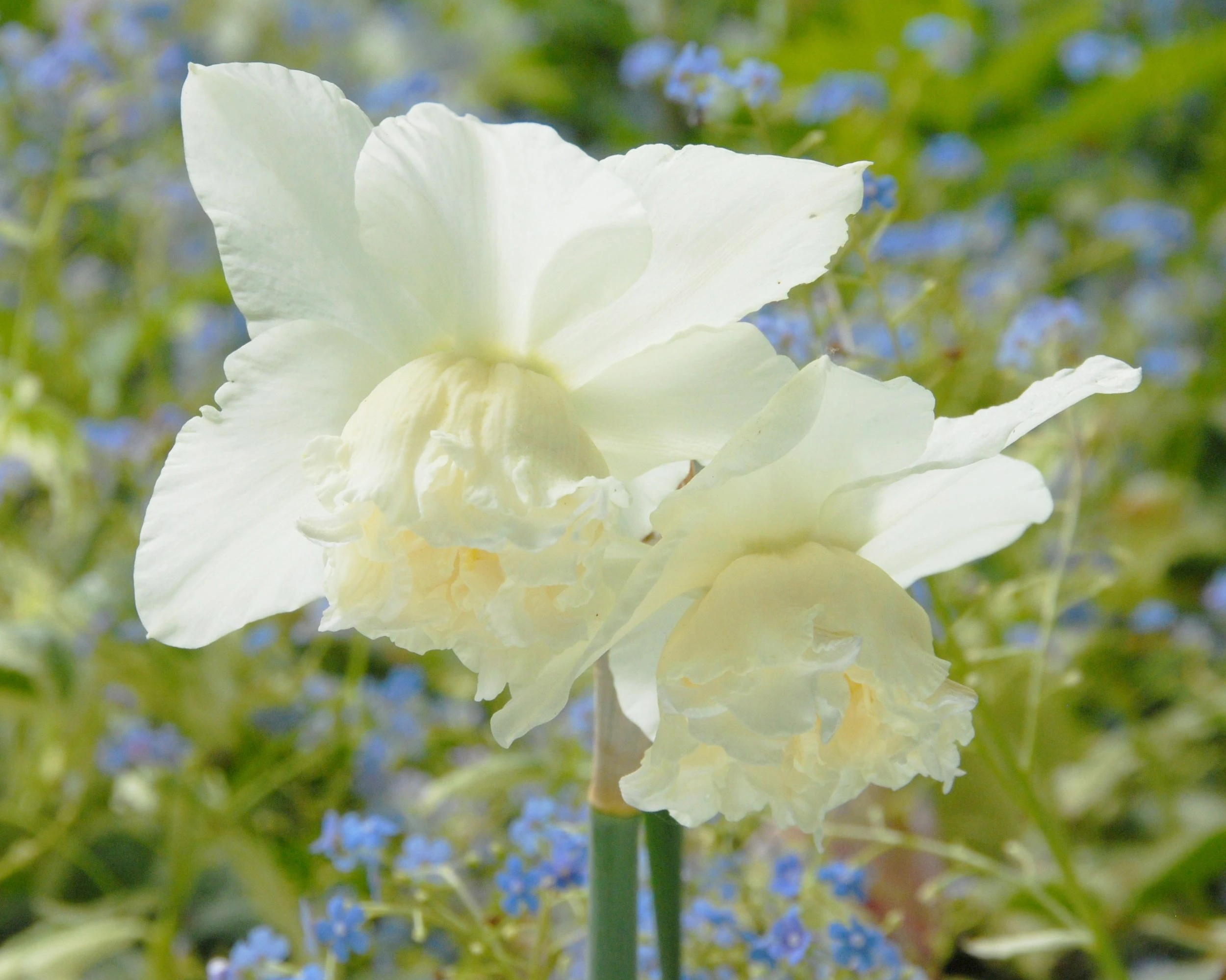 Narcissus 'White Marvel' 6 Narcissus 'White Marvel' - Image 4