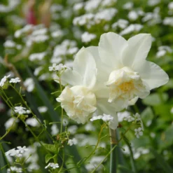 Narcissus 'White Marvel' 30 Narcissus 'White Marvel' -UK Garden Plants Shop narcissus white marvel 12 scaled