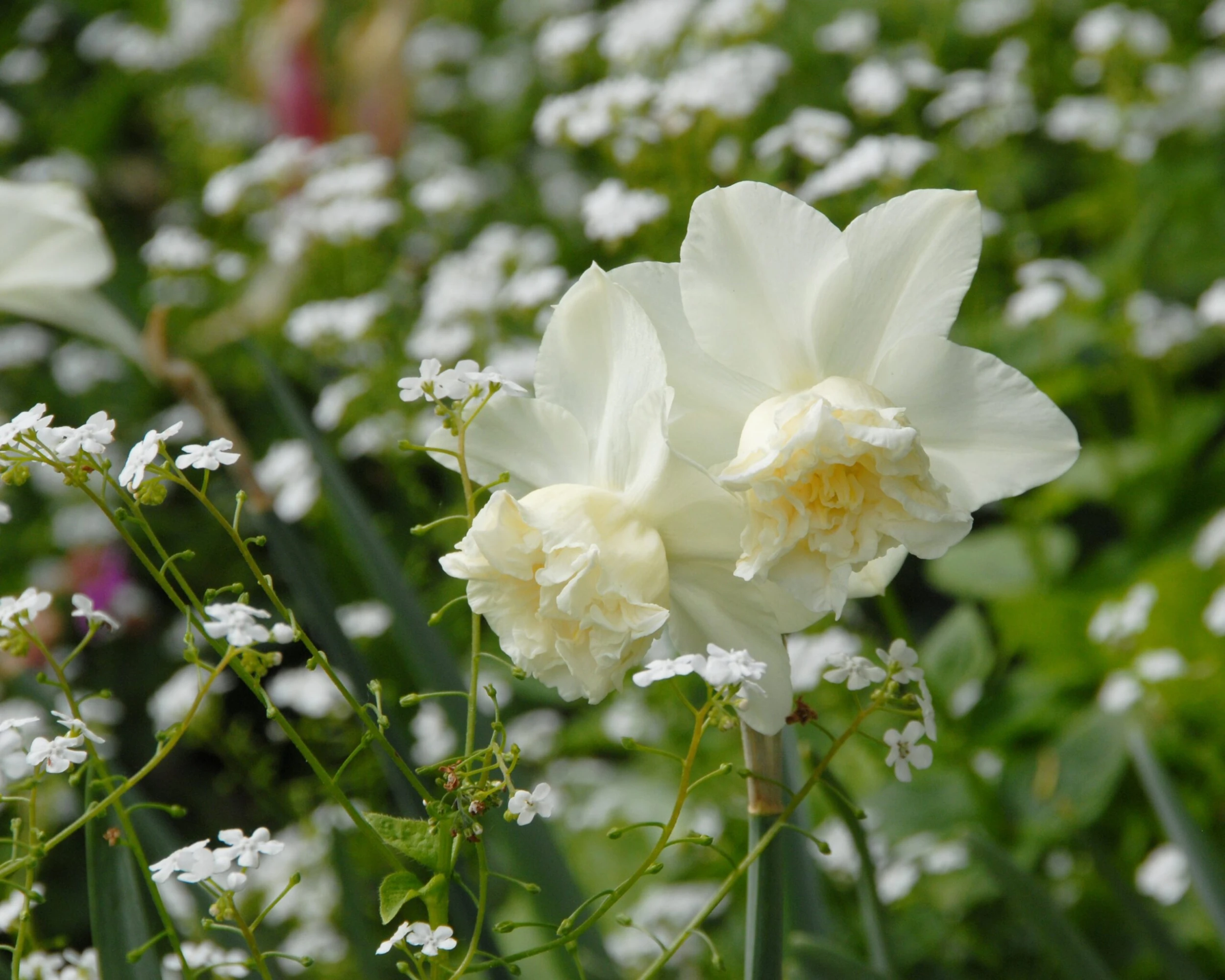 Narcissus 'White Marvel' 15 Narcissus 'White Marvel' - Image 13