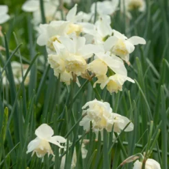 Narcissus 'White Marvel' 32 Narcissus 'White Marvel' -UK Garden Plants Shop narcissus white marvel 15 scaled