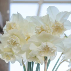 Narcissus 'White Marvel' 33 Narcissus 'White Marvel' -UK Garden Plants Shop narcissus white marvel 16 scaled
