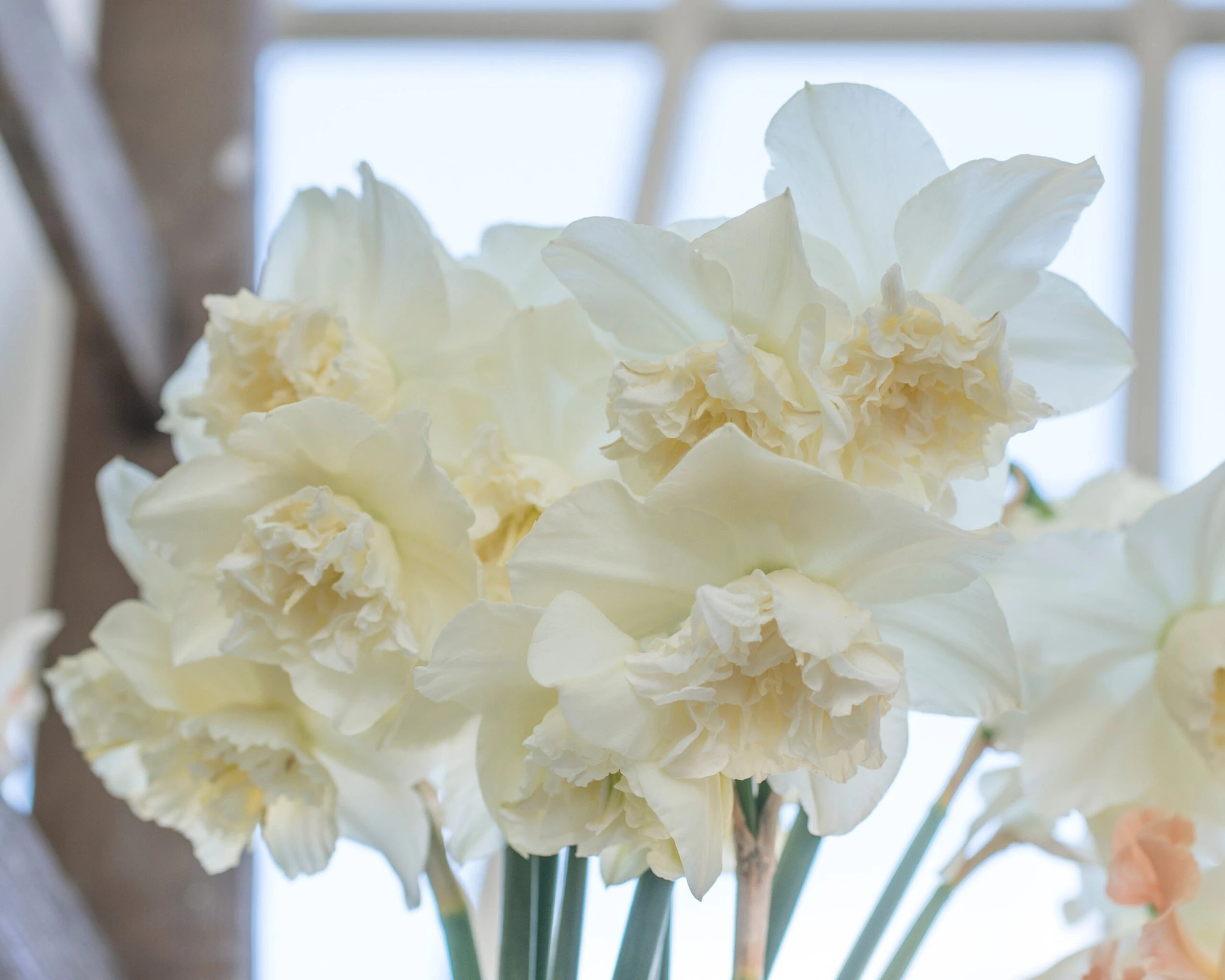 Narcissus 'White Marvel' 18 Narcissus 'White Marvel' - Image 16