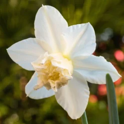 Narcissus 'White Marvel' 24 Narcissus 'White Marvel' -UK Garden Plants Shop narcissus white marvel 2 scaled