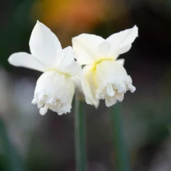 Narcissus 'White Marvel' 25 Narcissus 'White Marvel' -UK Garden Plants Shop narcissus white marvel 3 scaled