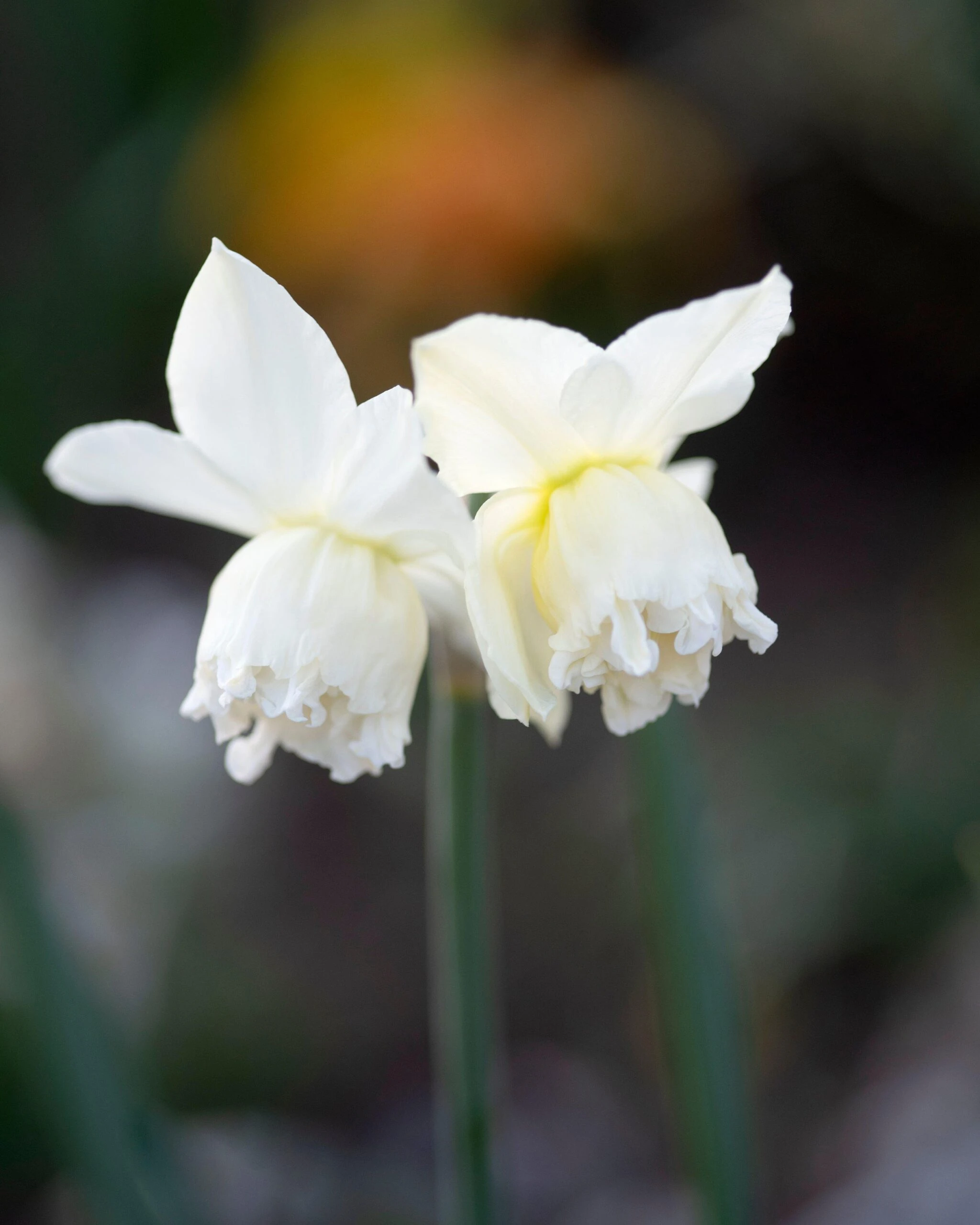 Narcissus 'White Marvel' 10 Narcissus 'White Marvel' - Image 8