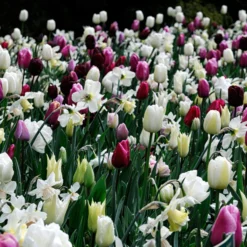 Narcissus 'White Marvel' 23 Narcissus 'White Marvel' -UK Garden Plants Shop narcissus white marvel 4 scaled