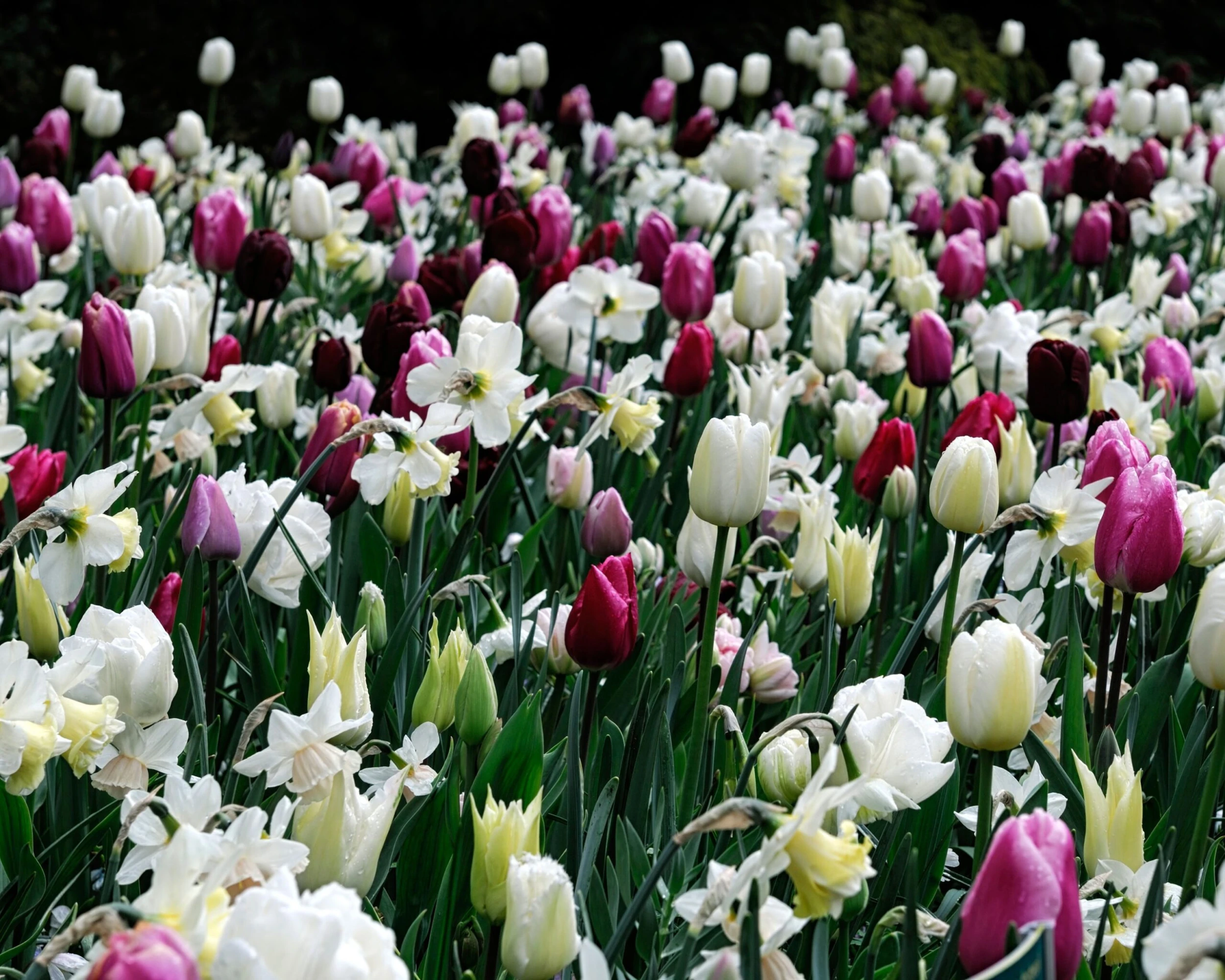 Narcissus 'White Marvel' 8 Narcissus 'White Marvel' - Image 6