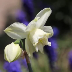 Narcissus 'White Marvel' 28 Narcissus 'White Marvel' -UK Garden Plants Shop narcissus white marvel 5 scaled