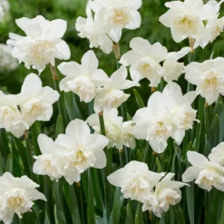 Narcissus 'White Marvel' 27 Narcissus 'White Marvel' -UK Garden Plants Shop narcissus white marvel 6