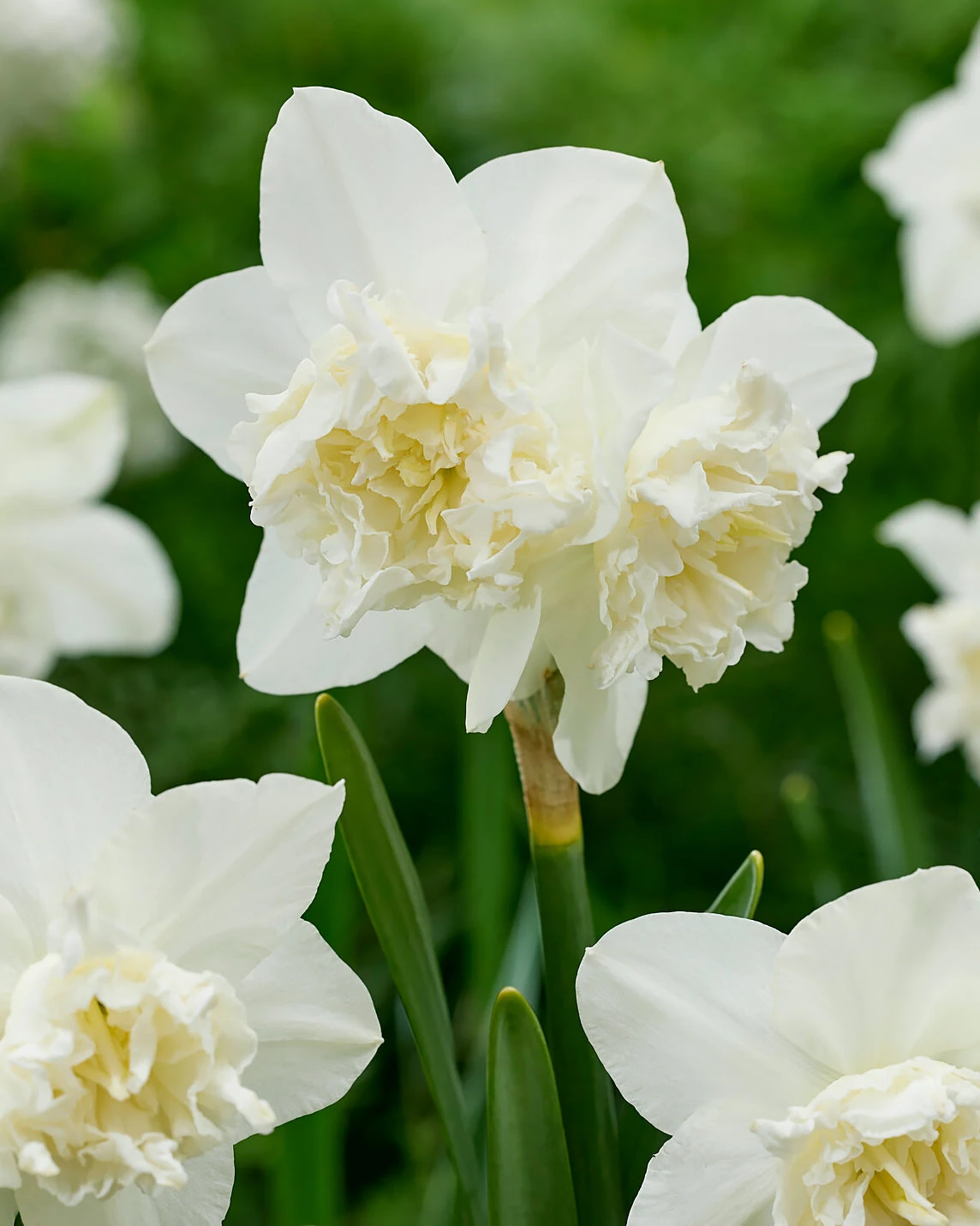Narcissus 'White Marvel' 4 Narcissus 'White Marvel' - Image 2